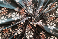 Soft Printed Cotton