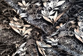 Rayon Cotton